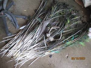 lot 54 image: large lot of peacock feathers and 1...