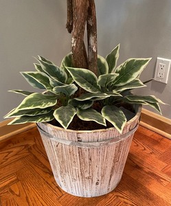 lot 100A image: Faux Decorative Fica Potted Tree