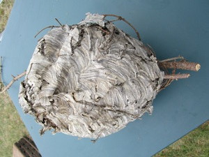 lot 70 image: Former Beehive