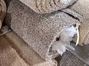 lot 813 image: Lot of (1) Carpet CPR-60 13.15x12