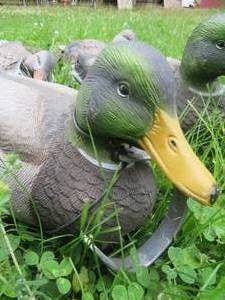 lot 9 image: DECOYS