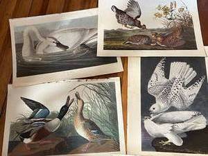 lot 106 image: Lot of 6 Bird Prints