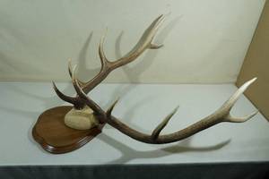 lot 53 image: Rocky Mountain Elk Antlers - 5x5 Mounted Plaque