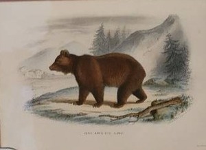 lot 72 image: Antique Fine Art Etching Print by J.C. Werner - Ours Brun Des Alpes - Mid-19th Century