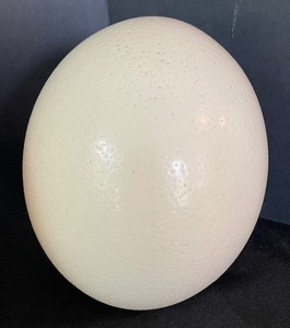 lot 193 image: Six Ostrich Hollowed Eggs