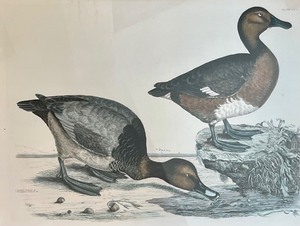 lot 220 image: Audubon Art Print by John Selby Plate # LXIII