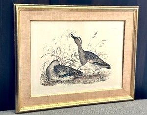 lot 192 image: Prideaux John Selby Print, Garganey Teal Male and Female Plate LIII