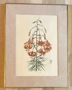 lot 228 image: Two Botanical Framed Prints