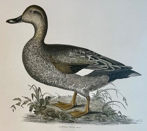 lot 267 image: Audubon Art Print by John Selby Plate # LI