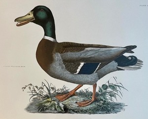 lot 268 image: Audubon Art Print by John Selby Plate # L