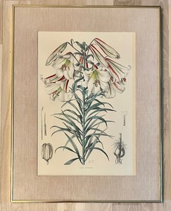 lot 44 image: Three Botanical Themed Framed Prints including Lilium Centrifolium, Lilium Nepalense and Lilium Henryi