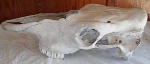 lot 255 image: Cow Skull