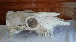 lot 288 image: Cow Skull.