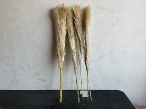 lot 242 image: Lot of 3 ft. Tall Natural Dried Pampass Grass