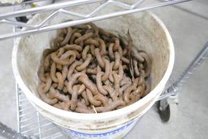 lot 135 image: 5 gallon bucket full of chain