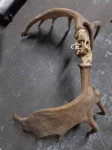 lot 132 image: Moose Antlers