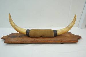 lot 290 image: Steer Horns