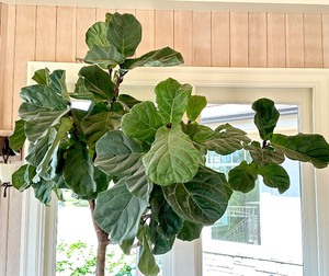 lot 16 image: Large Planted Fiddle Leaf Fig House Plant