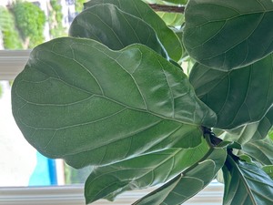 lot 24 image: Large Fiddle Leaf Fig House Plant