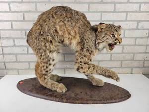 lot 551 image: Bobcat Taxidermy Mount - NO SHIPPING