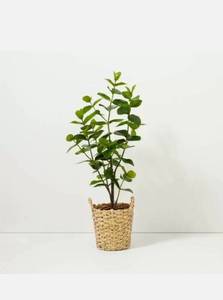 lot 85 image: Hearth & Hand With Magnolia Artificial Plant Autograph Leaf 40in Tall.