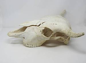 lot 2 image: Vintage Western Decor Ceramic Skull,  Wall Cowboy Art Bone Skull