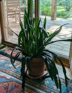 lot 6 image: Potted Sansevieria Plant