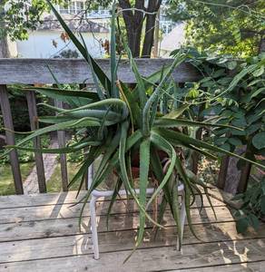 lot 10 image: Potted Aloe Plant and Stand
