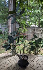 lot 37 image: Potted Ficus Plant