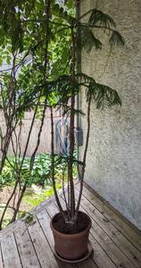 lot 38 image: Potted Norfolk Pine