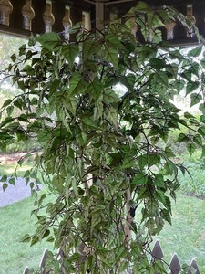 lot 50 image: Fine Faux Fica Tree