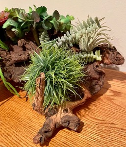 lot 59 image: Beautiful Burled Wood Base with Faux Succulents