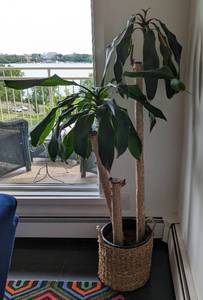 Potted Dracaena Plant