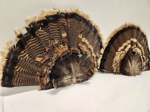 lot 276 image: 2 Large Genuine Turkey Feather Hand Fans