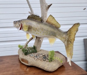 lot 278 image: Excellent Genuine Taxidermy Walley Mount