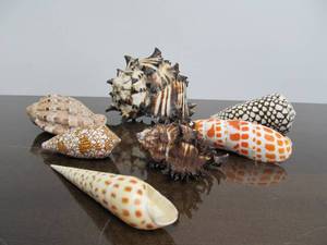 lot 228 image: Very Nice Estate Lot of Genuine Sea Shells