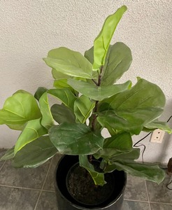 lot 21 image: Fine Faux Plant