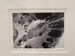 lot 48 image: Framed Invaders Cell Photo by Kathryn Tosney, Phd