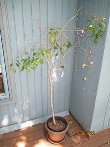 lot 45 image: Live tree and planter