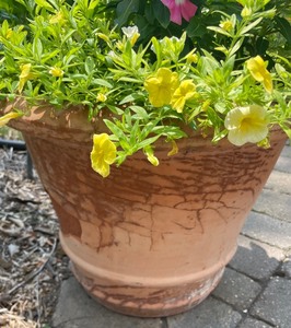 lot 170 image: Planter with Salpiglossis, Vinca and Calibrocha Plants