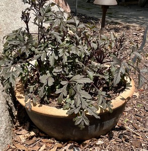 lot 171 image: Dahia Tuber Plant and Planter