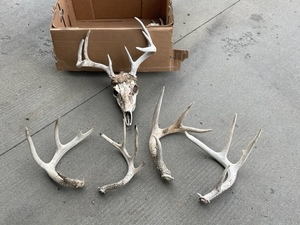 lot 11 image: Deer Antlers