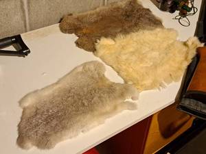 lot 284 image: Lot of (3) Rabbit Pelts