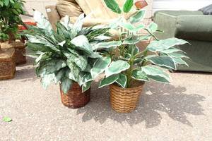lot 169 image: 2 Artificial Plants
