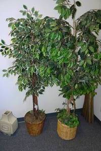 lot 203 image: 2 Artificial Trees - 6 & 6.5 Tall
