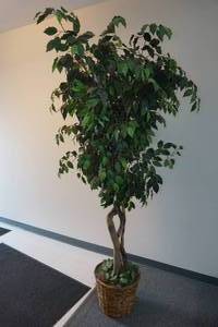 lot 360 image: Faux Tree 7.5 Tall