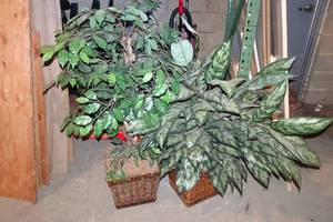 lot 143 image: 2 Artificial Plants