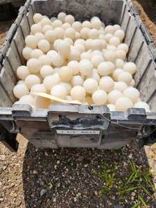 lot 54 image: Balls