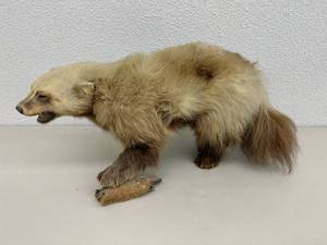lot 16 image: Large Wolverine Taxidermy Mount