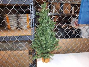 lot 244 image: Mini Spruce Trees